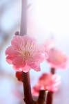 2梅の花