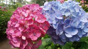 夫婦紫陽花